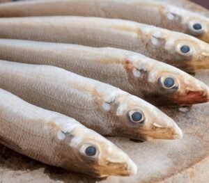 Ladyfish