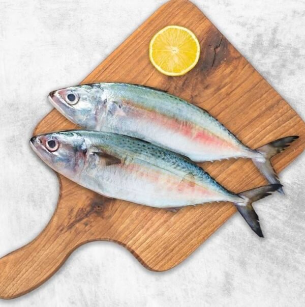 MACKEREL