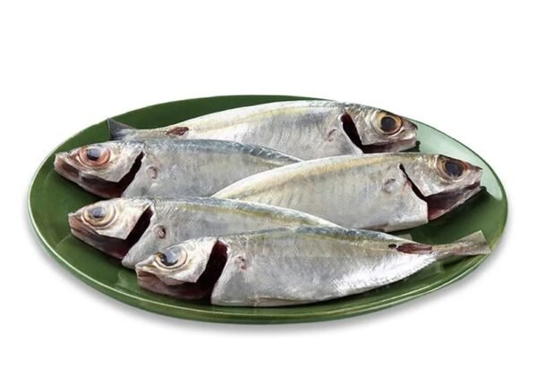 MACKEREL